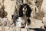 CAVALIER KING CHARLES 553